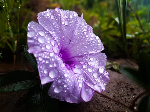 Purpurowy Kwiat Z Kropelkami Wody