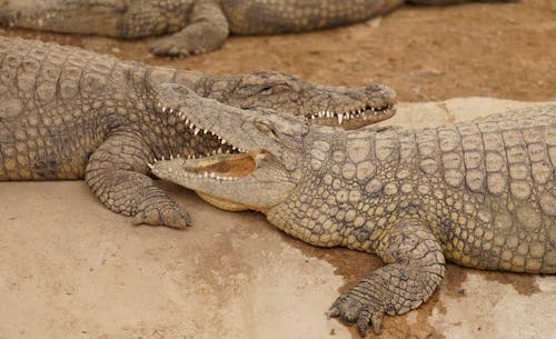 Crocodiles Lying on the Ground