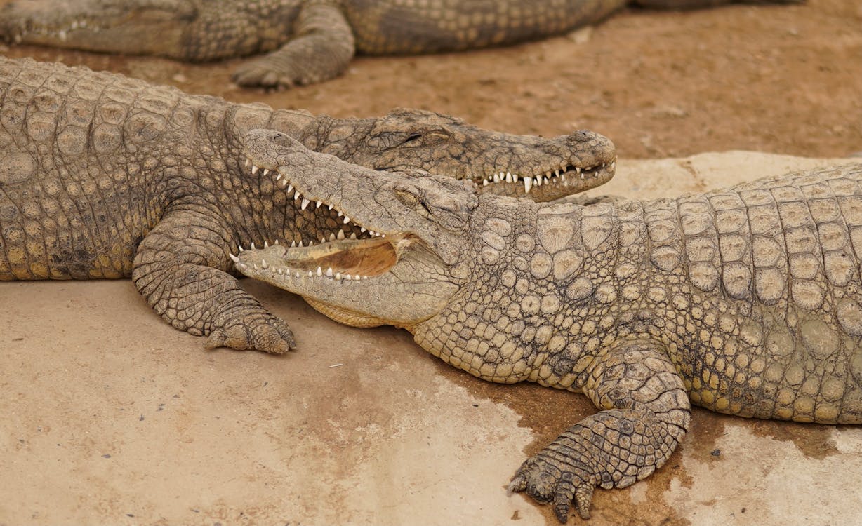 Crocodiles