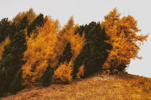 Ingyenes stockfotó aranysárga, asztali háttérkép, erdő témában