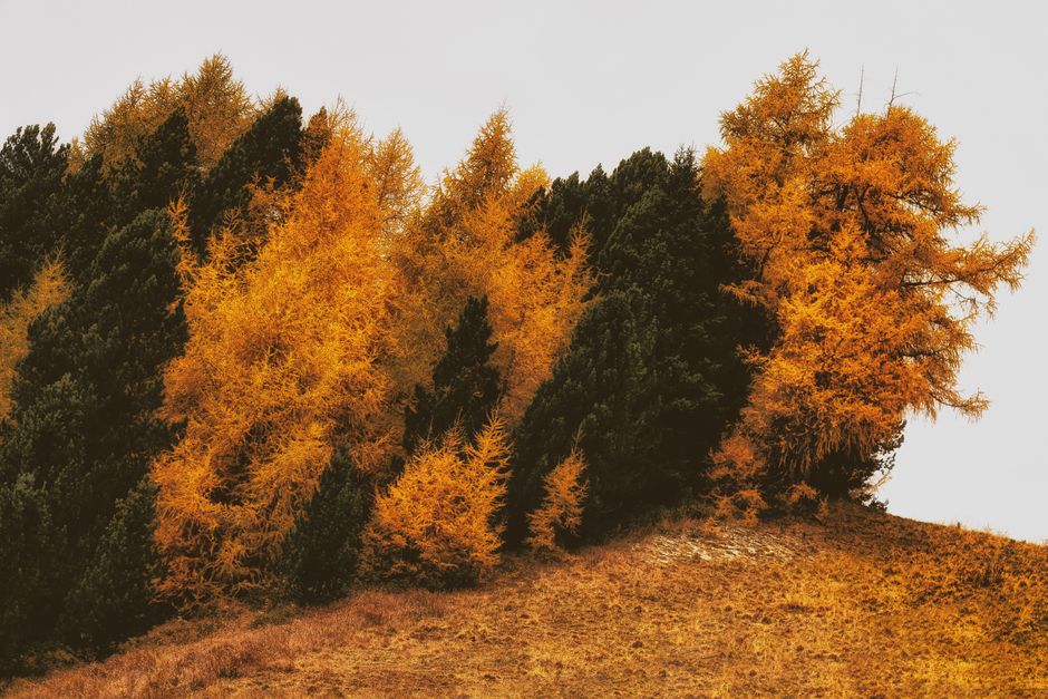Golden larch trees on an autumn hillside — larch tree identification in Surrey BC