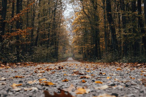 Scenery of gravel road covered with fallen yellow leaves running through thick deciduous woodland on autumn day