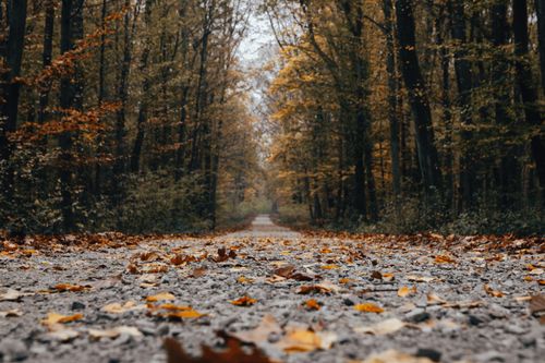 Free Scenery of gravel road covered with fallen yellow leaves running through thick deciduous woodland on autumn day Stock Photo