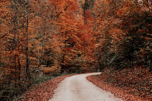 Серая дорога между коричневыми деревьями