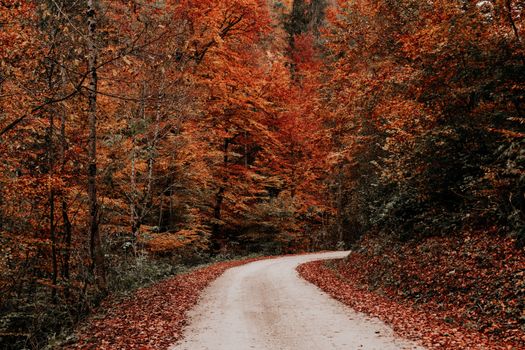 Rural road running through yellow autumn forest