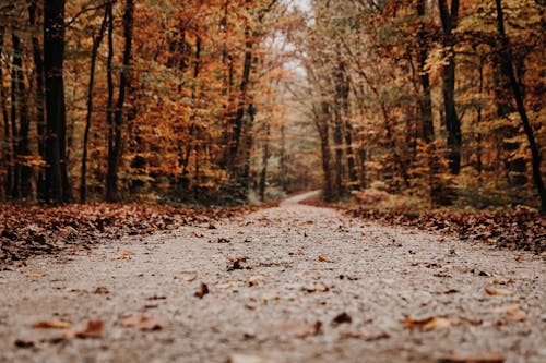 Empty gravel road running through autumn forest
