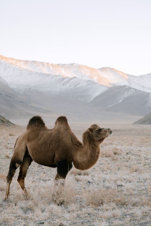 A Mongolian Camel Standing in The Grass