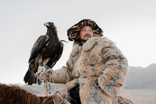 Free A Mongolian eagle hunter in fur coat with a golden eagle perched on arm in the mountains. Stock Photo