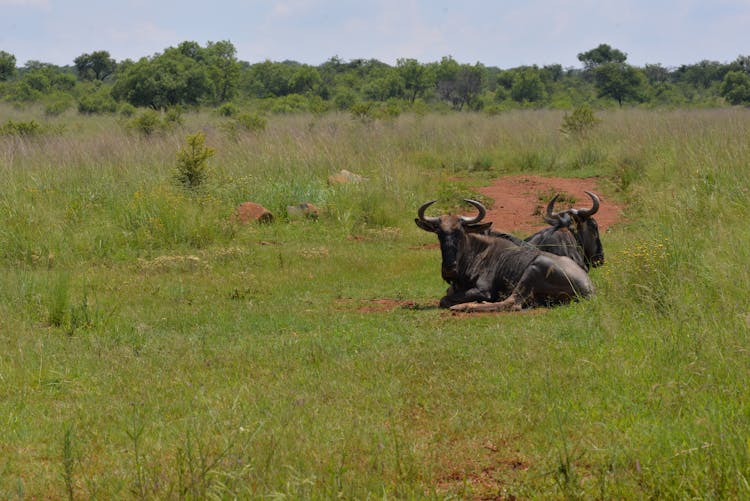 Wildebeests Lying On Grassland