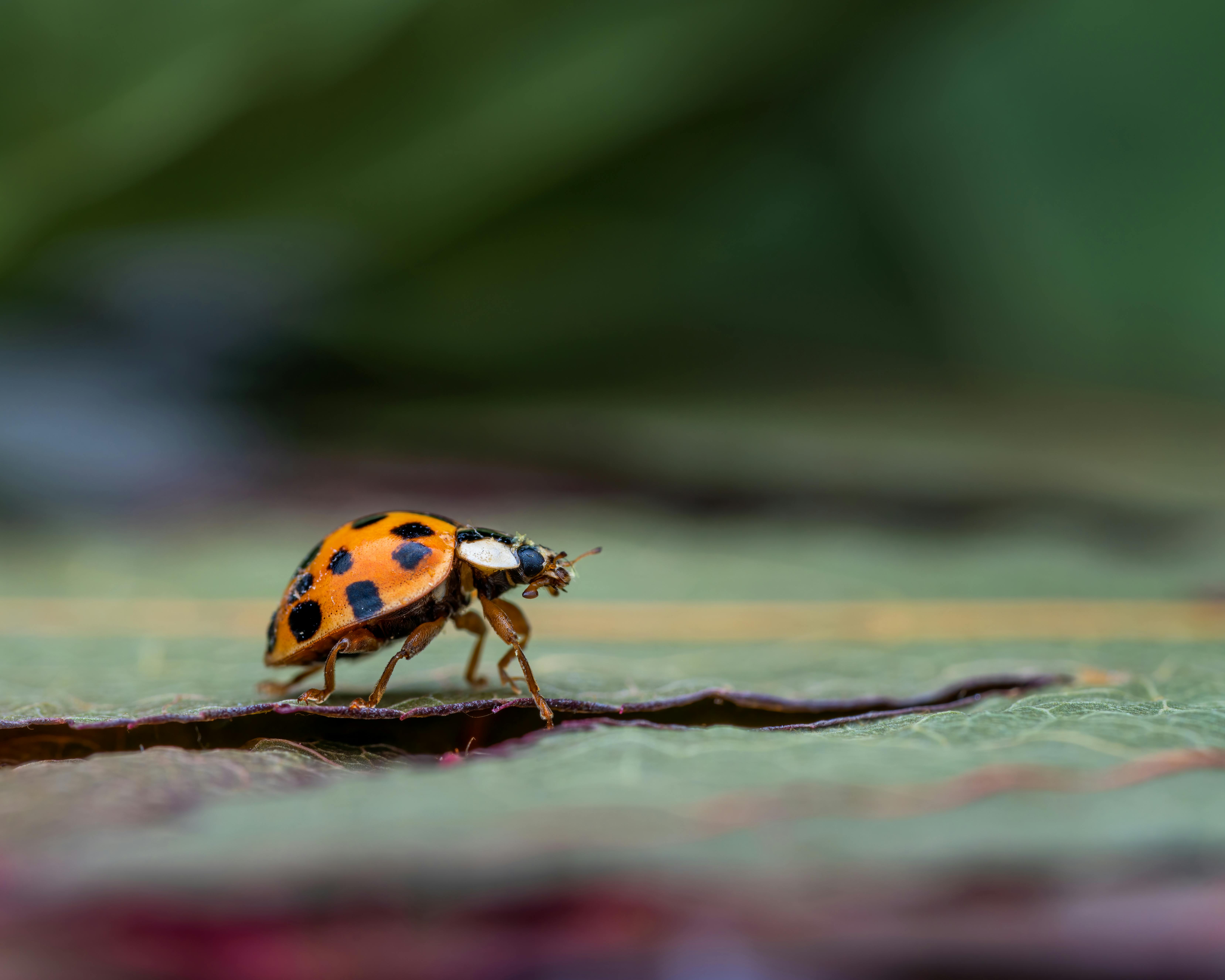 Orange and Black Ladybug on Brown Wood · Free Stock Photo