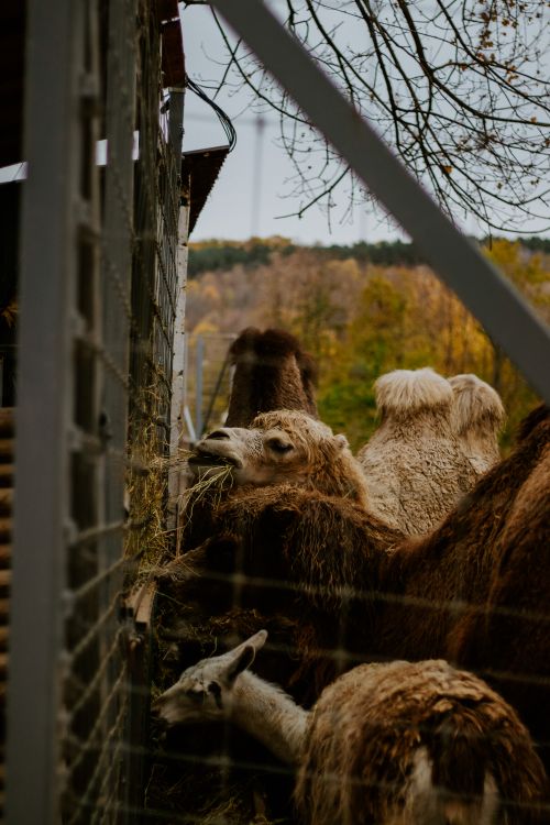 Free A group of camels eating by a metal fence in an autumnal outdoor setting. Stock Photo