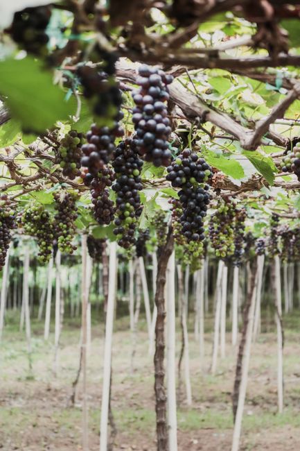 Close-up of ripe grapes hanging in a lush vineyard in Ninh Thuan, Vietnam.