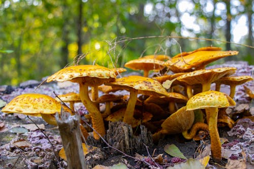 Free stock photo of forest mushroom, mushroom