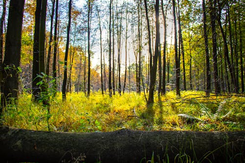 Free stock photo of autumn mood forest, forest, greenwood