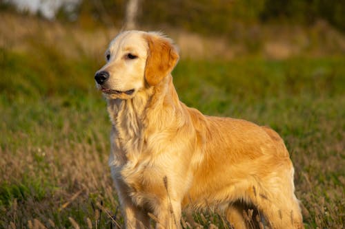 Close-Up Shot of a Golden Retriever Standing