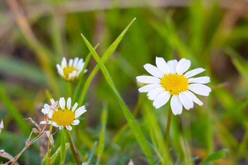 Free stock photo of daisy, grass, white daisies