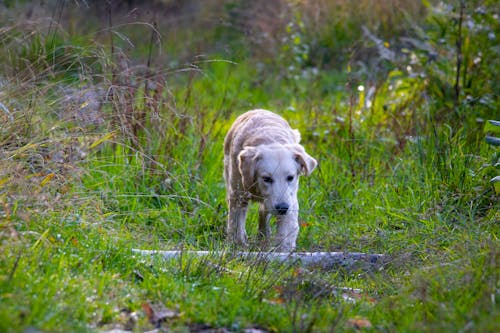 Free stock photo of dog, forest, golden retriever