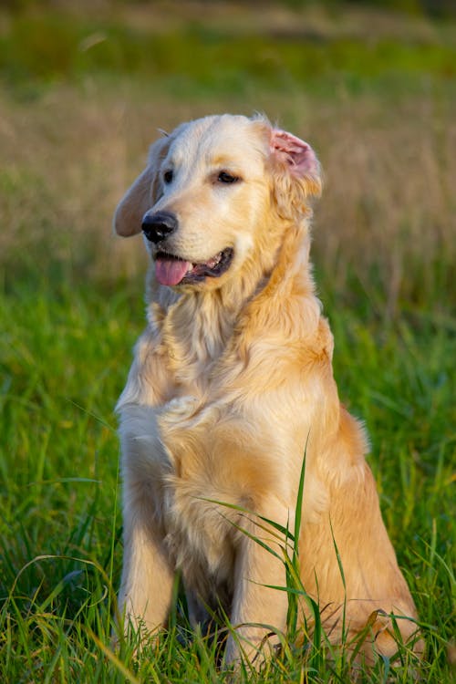 Free stock photo of cute dog, dog, golden retriever