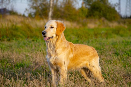 Free stock photo of cute dog, dog, golden retriever