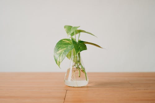 Seedling placed in water of glass container
