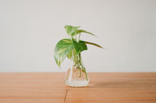 Free Fresh green plant in clean transparent water of glass vase placed on wooden table Stock Photo