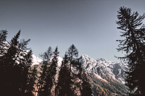 Základová fotografie zdarma na téma alpský, borovice, cestování