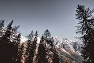 晴朗的天空下，白雪皑皑的山峰和高耸的松树构成了一幅迷人的冬季景观