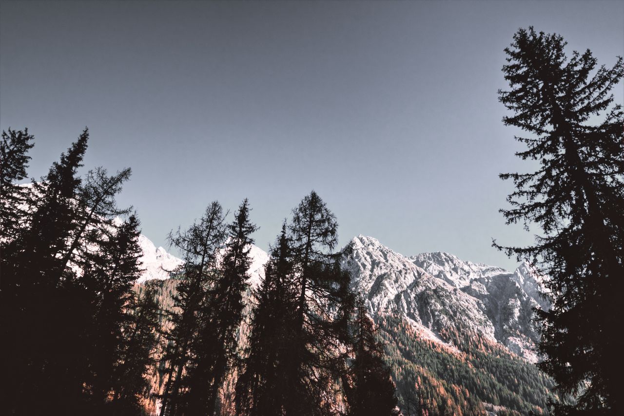snow covered mountain peaks with tall pine trees under a clear sky cap
