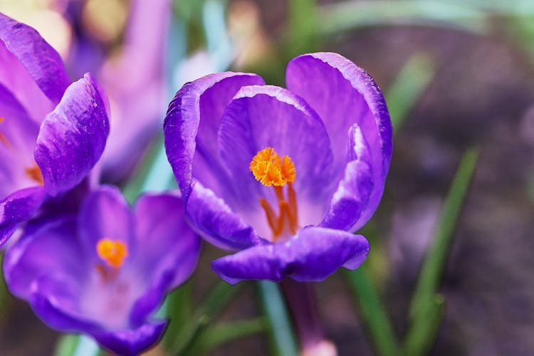 Purple Crocus In Bloom