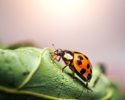Free Closeup of small red ladybug with black spots on verdant rough leaf on blurred background Stock Photo