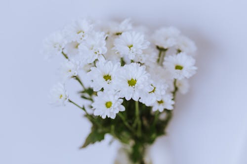 Close Up Photo of White Flowers