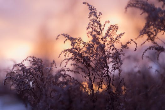 Serene silhouette of plants at sunset in a Swedish landscape.