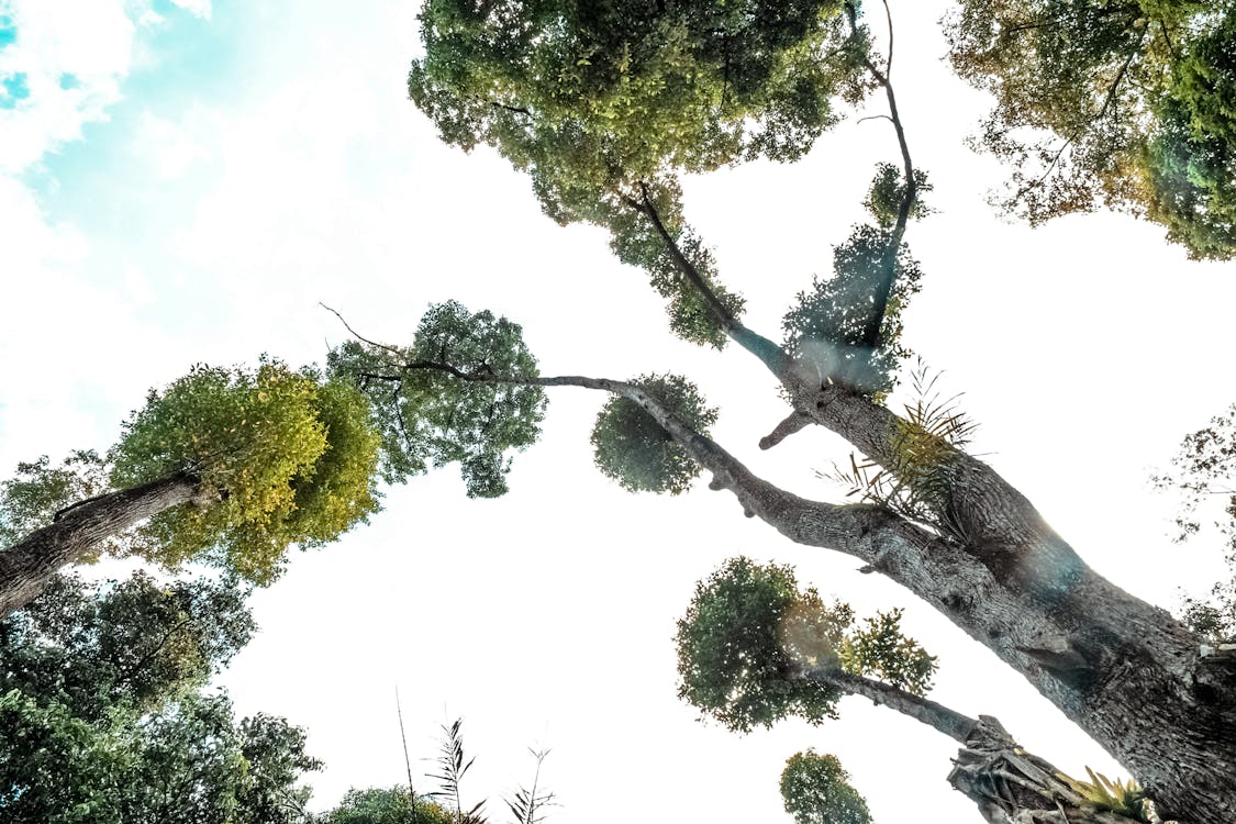 grátis Árvore De Folha Verde De Tronco Cinza Durante O Dia Foto profissional
