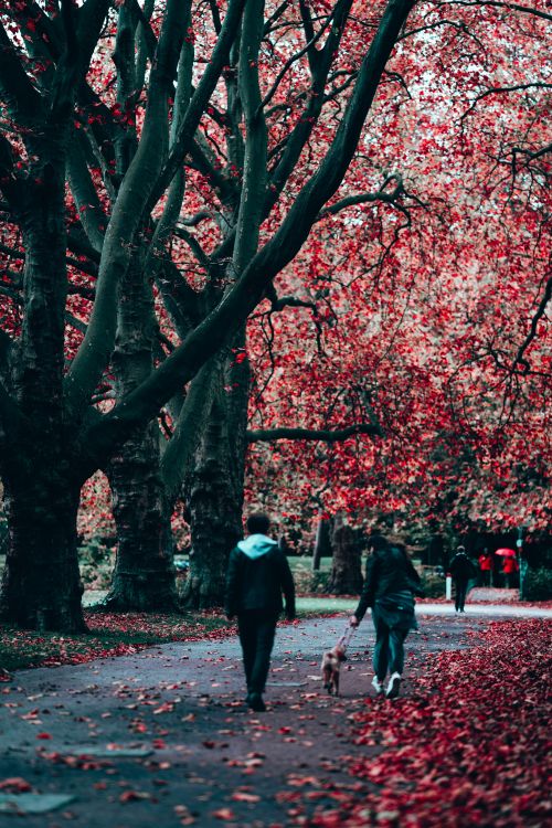 Free Anonymous people walking along alley in park with trees with red leaves in fall season Stock Photo