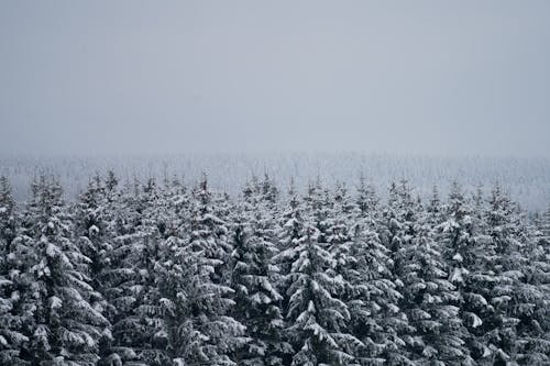 Ingyenes stockfotó erdő, fenyőfák, havas témában