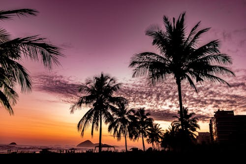 Palmboom In De Buurt Van Waterlichaam Tijdens Zonsondergang