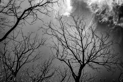 Free Grayscale Photo of Leafless Trees Stock Photo
