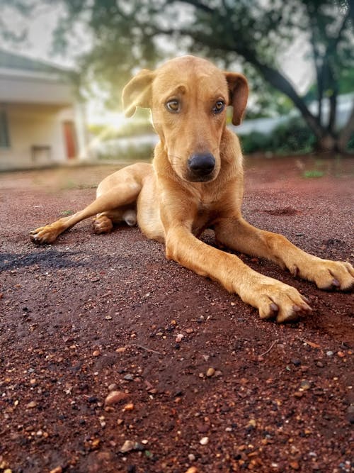 Free Brown Dog Lying on Dirt Ground Stock Photo