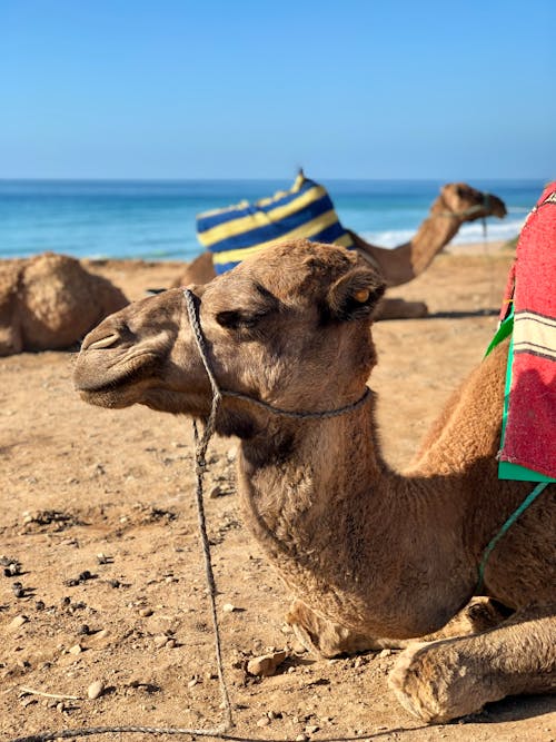 Free Camel Resting By The Shore Stock Photo