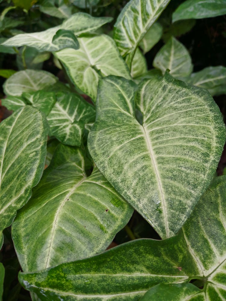 Arrowhead Plant In Close-up Photography