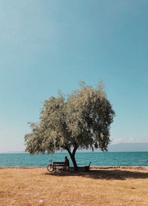 Man Sitting on Bench Under the Tree Near Body of Water