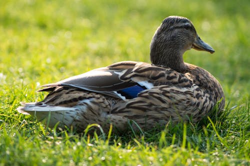 Gray and Beige Duck on Grass