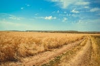 蔚蓝的天空下，一条土路穿过广阔的金色麦田，通向远方