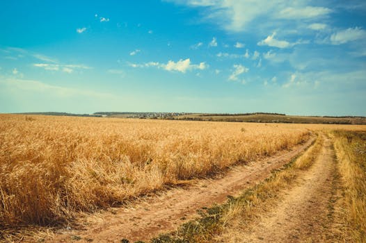 蔚蓝的天空下，一条土路穿过广阔的金色麦田，通向远方