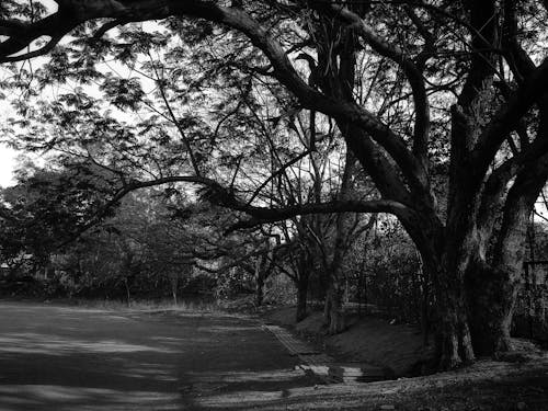 Foto d'estoc gratuïta de arbres, bagul, blanc i negre