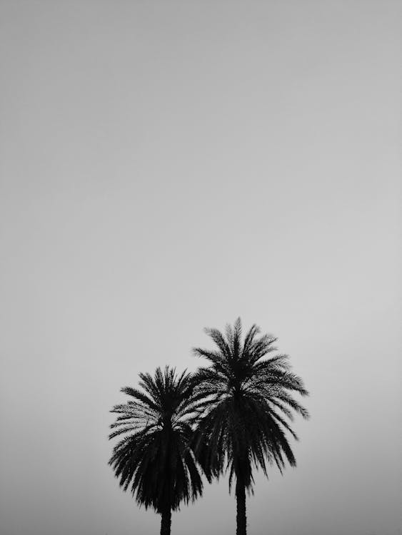 Grayscale Photography of Palm Trees