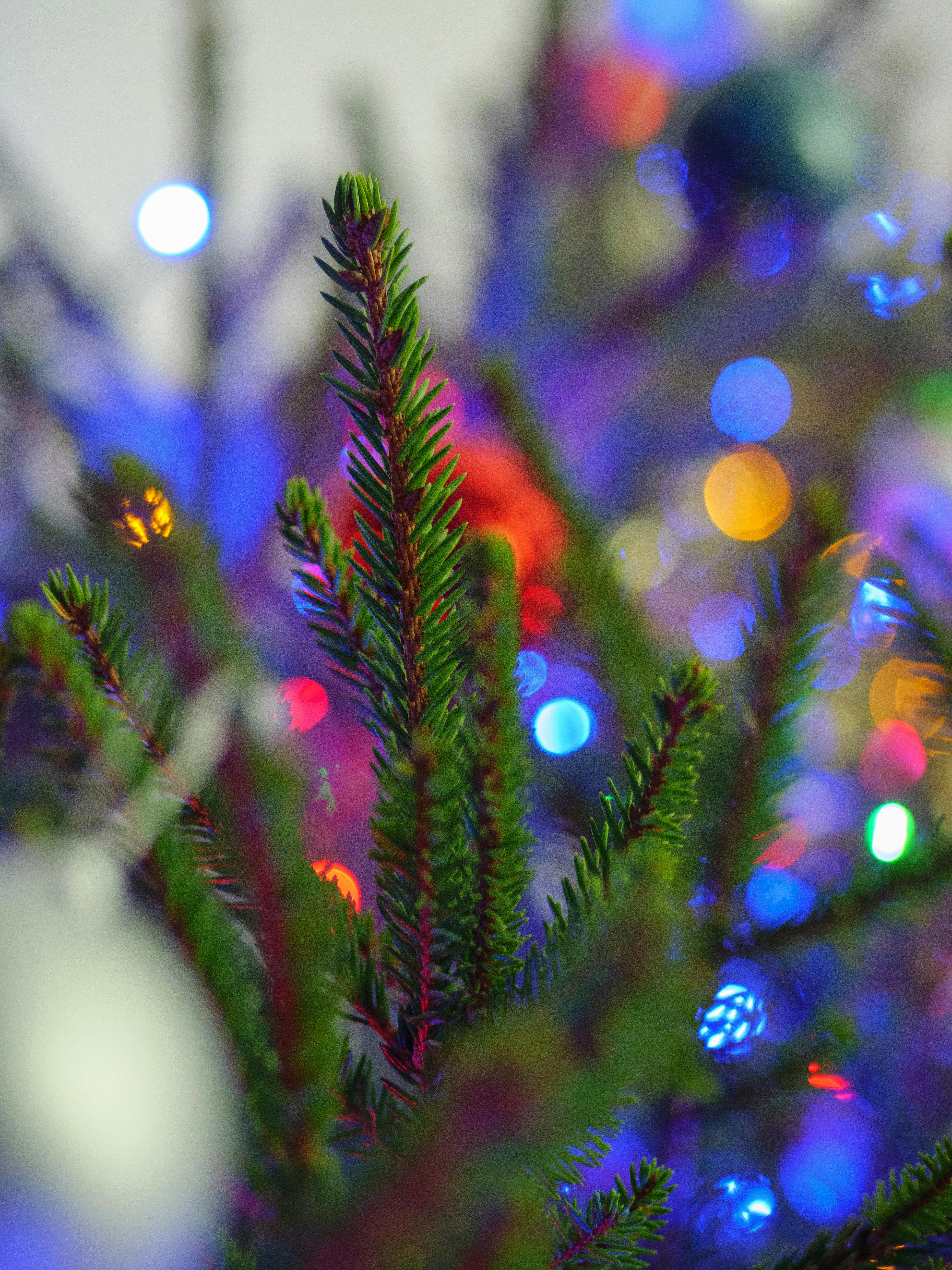 Free stock photo of christmas decorations, christmas tree, fairy lights
