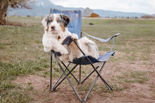 Funny Australian Shepherd sitting on camp chair in mountainous terrain