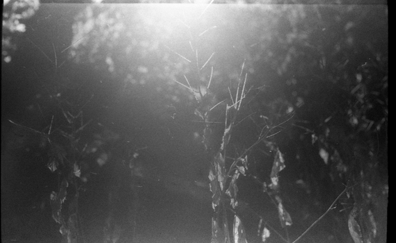 Atmospheric black and white film photo of a forest with light leaks creating a vintage grain effect.. pexels, atmospheric, bl