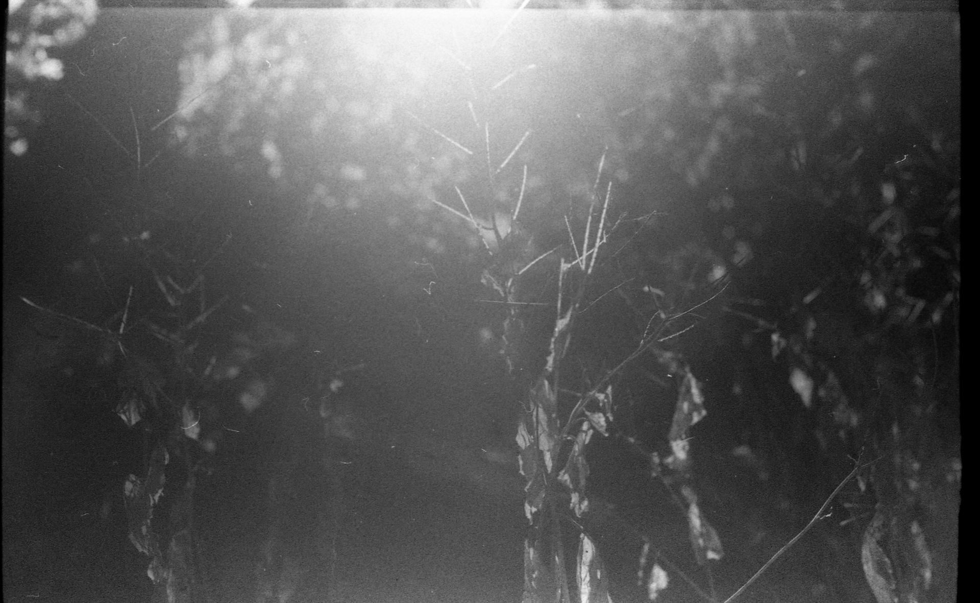 Atmospheric black and white film photo of a forest with light leaks creating a vintage grain effect.